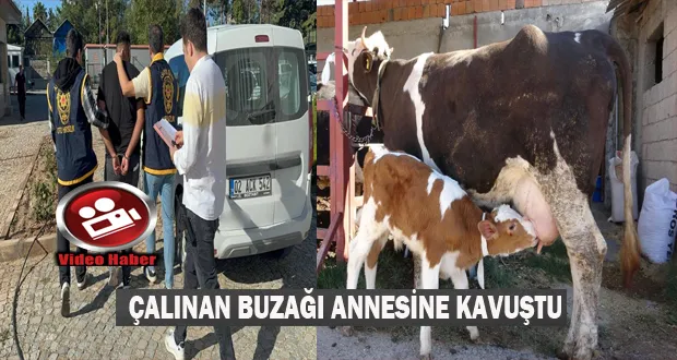 Çalınan Buzağı Annesine Kavuştu