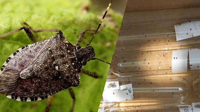 Kokarca sayısı zirvede: Uzmanı bahar aylarına dikkat çekti