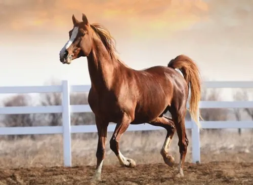 Milyonluk Taylar Görücüye Çıkmaya Hazırlanıyor