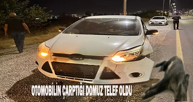 Malatya’da Otomobilin Çarptığı Domuz Telef Oldu