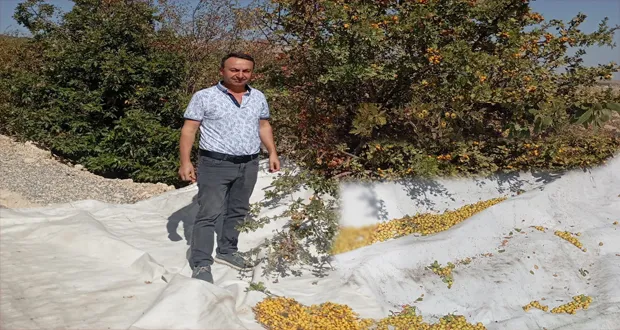 Malatya’da Şifa Deposu Alıçta Hasat Devam Ediyor