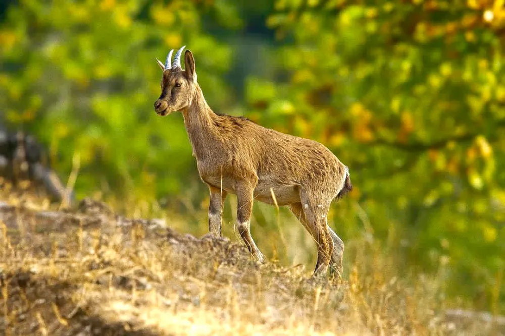 Hekimhan Dağlarında Güzelliğiyle Büyüleyen Yaban Keçisi Objektife Takıldı