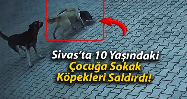 Sivas’ta 10 Yaşındaki Çocuğa Sokak Köpekleri Saldırdı! 