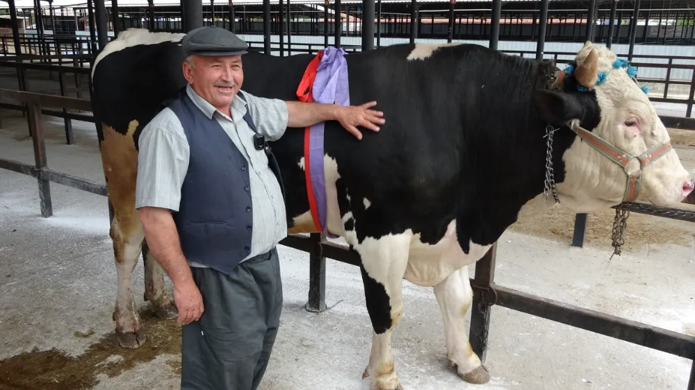 1 Ton 200 Kiloluk Kurbanlık 350 Bin TL’ye Satıldı