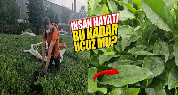 İnsan sağlığı bu kadar ucuz mu?