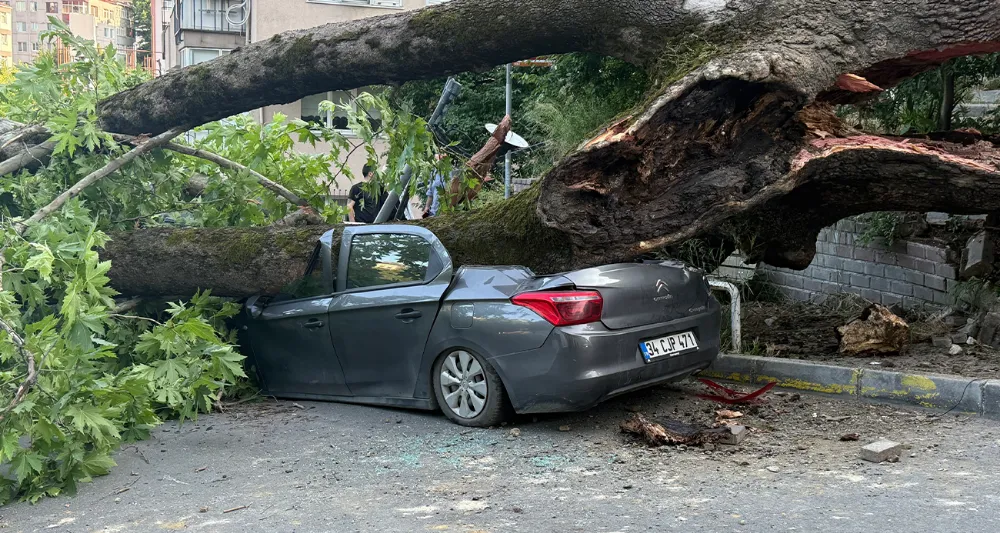 Devrilen Ağaç 3 Aracı Hurdaya Çevirdi