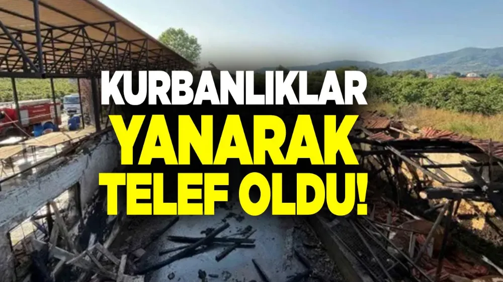 Kurbanlıklar Telef Oldu
