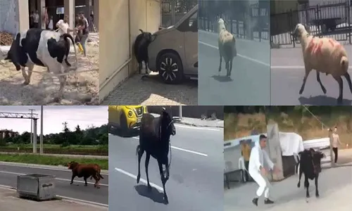 Kurbanlıklar Firarda