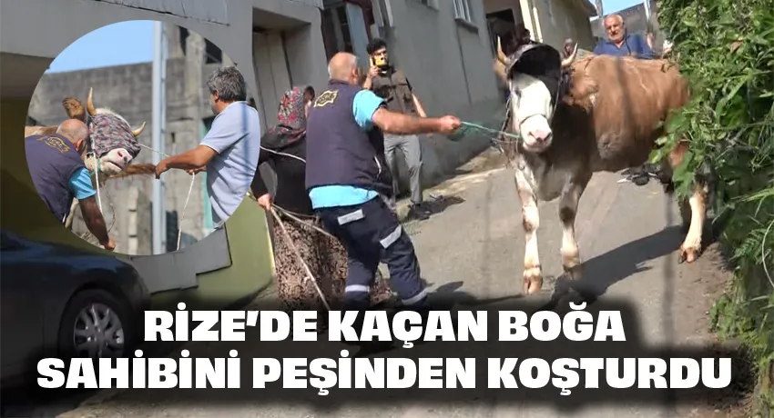  Kaçan Kurbanlık Sahiplerini Peşinden Koşturdu