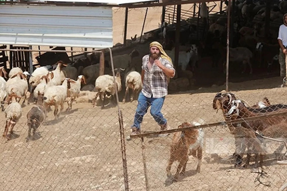 Silahlı Yahudi Çeteler, Filistinlilere Ait Arazi Ve Mülklere Saldırdı