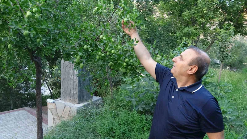 Malatya’da alternatif ürün hünnaptan yüksek verim alındı
