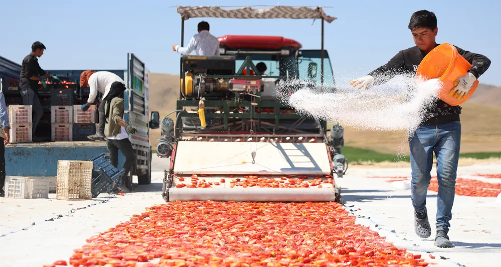 Kilosu 4 Euro’dan Satılıyor