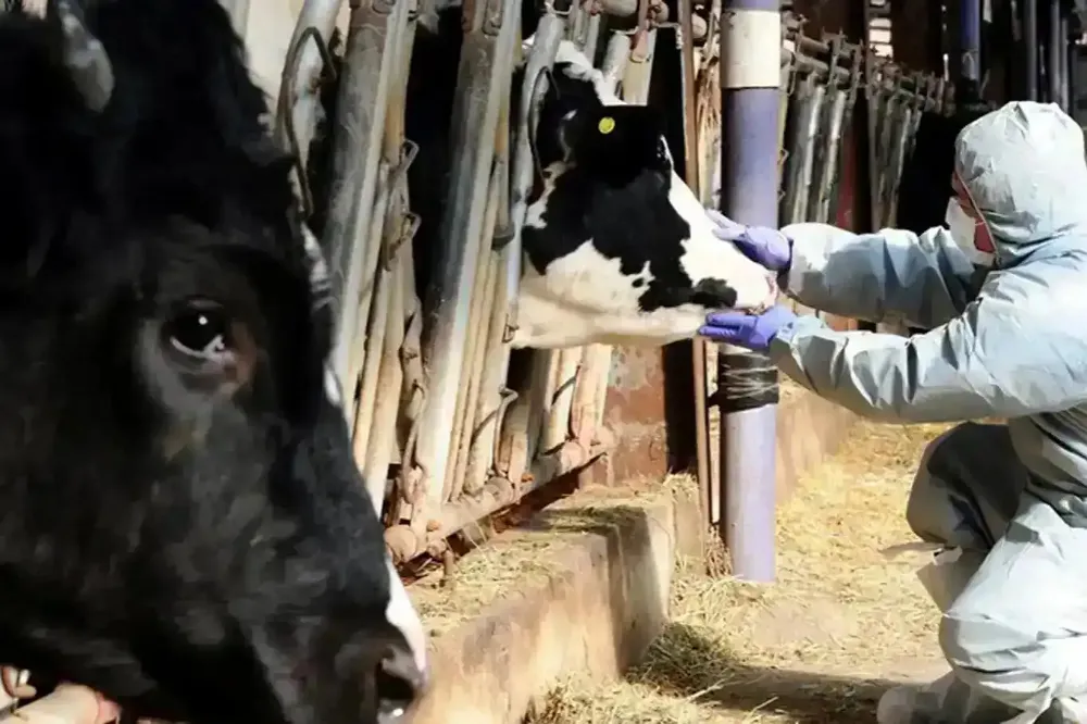 Adana’da Şap Hastalığı Tespit Edildi: Hayvan Hareketliliği Durduruldu