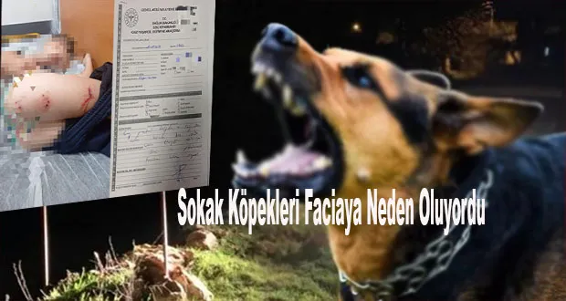 Sokak Köpekleri Faciaya Neden Oluyordu